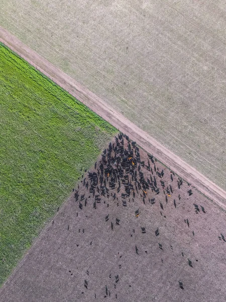 Állatállomány Megtekintése Pampas Régióban — Stock Fotó