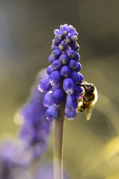 Abeja Polinizadora Flor Violeta —  Fotos de Stock