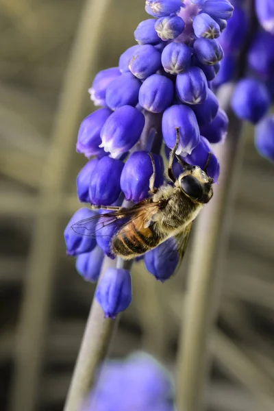 Mor Çiçeğin Arı Tozlaşma — Stok fotoğraf