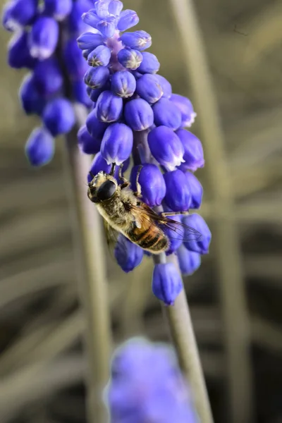 Abeja Polinizadora Flor Violeta —  Fotos de Stock