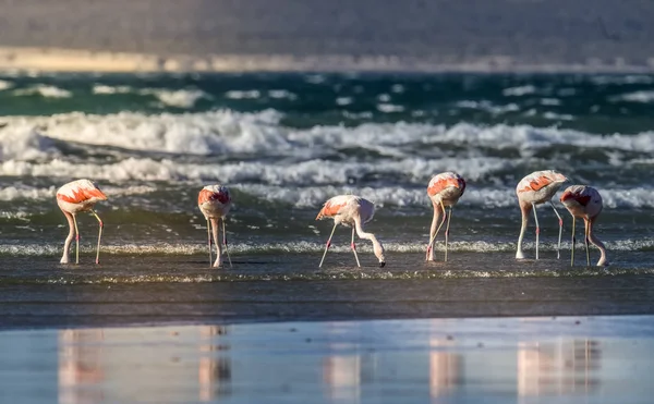 Flamingos Karmienia Odpływ Półwysep Valdes Patagonia — Zdjęcie stockowe