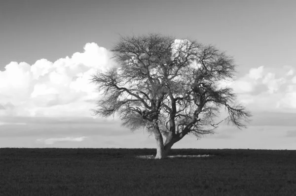 Μοναχικό Δέντρο Στην Pampa Αργεντινή — Φωτογραφία Αρχείου