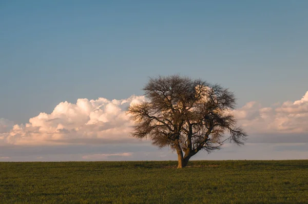 Lonely Tree Pampa Argentyna — Zdjęcie stockowe