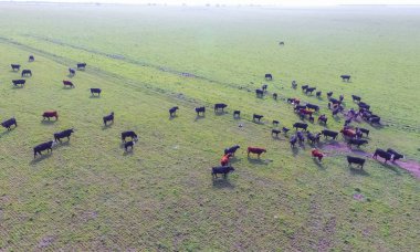 Doğal ot besleyen havadan görünümü, Pampas, Arjantin