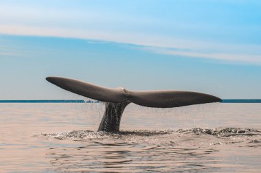 Puerto Madryn dev balina kuyruğu, Arjantin