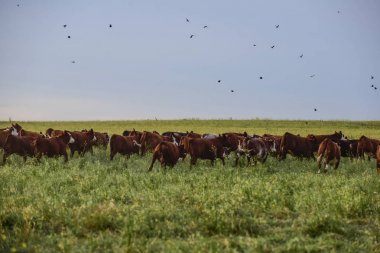 Arjantin kırsalında inekler