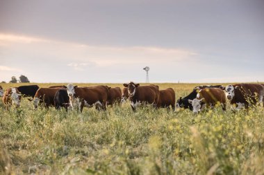 doğal otları besleyen boğalar, Pampas, Arjantin