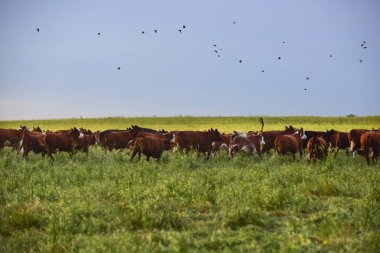 doğal otları besleyen boğalar, Pampas, Arjantin