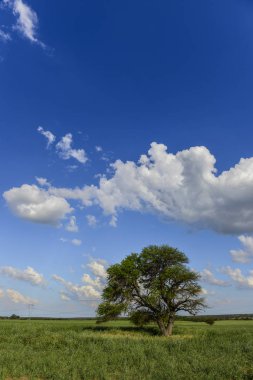 La Pampa Lonely tree, Arjantin