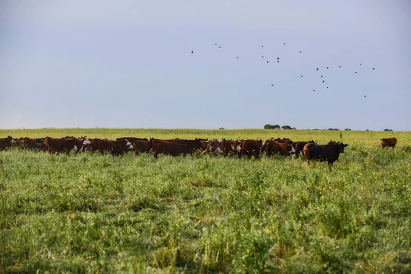 Vacas Campo Argentino — Fotografia de Stock