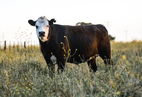 Корова Сельской Местности Аргентины — стоковое фото