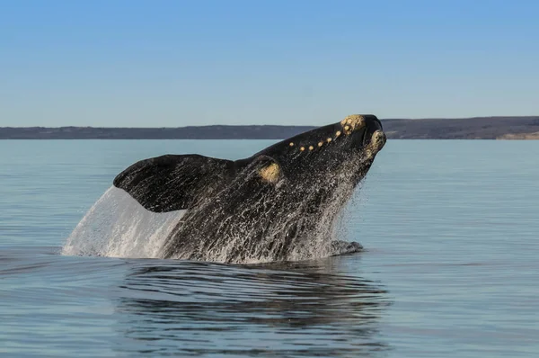 Saut Baleine Dans Péninsule Valdes Puerto Madryn — Photo