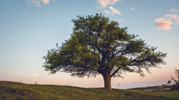 阿根廷拉潘帕的孤独树 — 图库照片