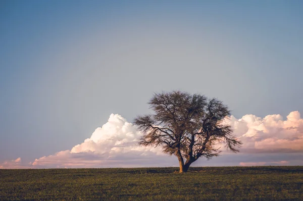 Lonely Tree Pampa Argentinië — Stockfoto