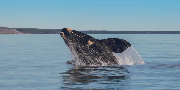 Salto Baleias Peninsula Valdes Puerto Madryn — Fotografia de Stock