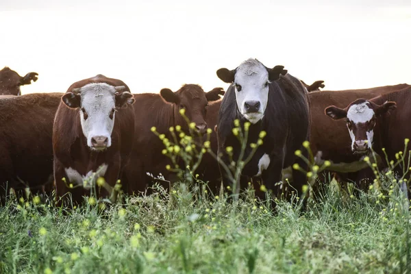Vacas Campo Argentino — Fotografia de Stock