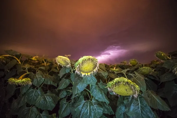 Countryside sunflowers with stormy sky, Pampas, Argentina