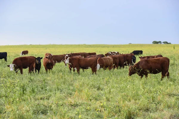 Vacas Campo Argentino — Fotografia de Stock