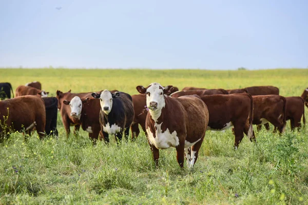 Kühe Der Argentinischen Landschaft — Stockfoto