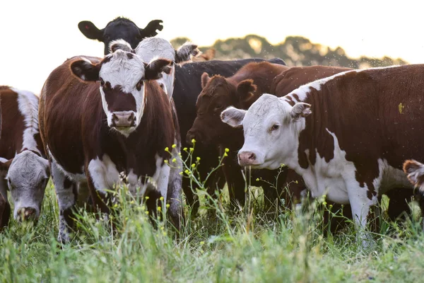 Vacas Campo Argentino — Fotografia de Stock