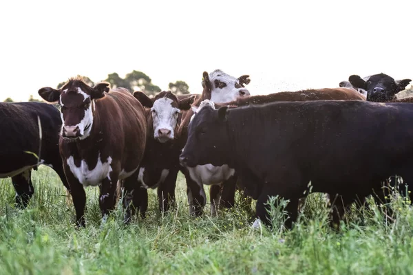 Vacas Campo Argentino —  Fotos de Stock