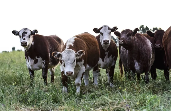 Vacas Campo Argentino — Fotografia de Stock