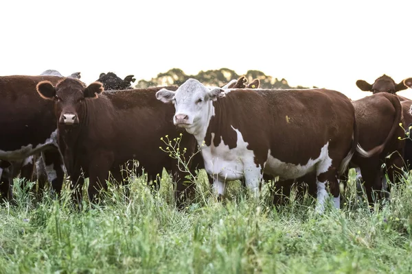 Коровы Аргентины Сельской Местности — стоковое фото