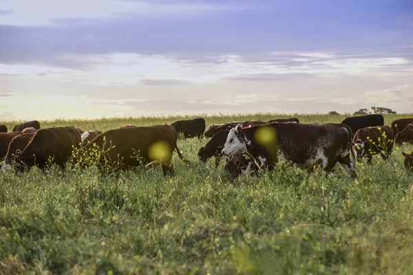 喂天然草的公牛 潘帕斯 阿根廷 — 图库照片