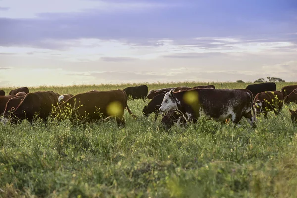 Touros Alimentando Grama Natural Pampas Argentina — Fotografia de Stock