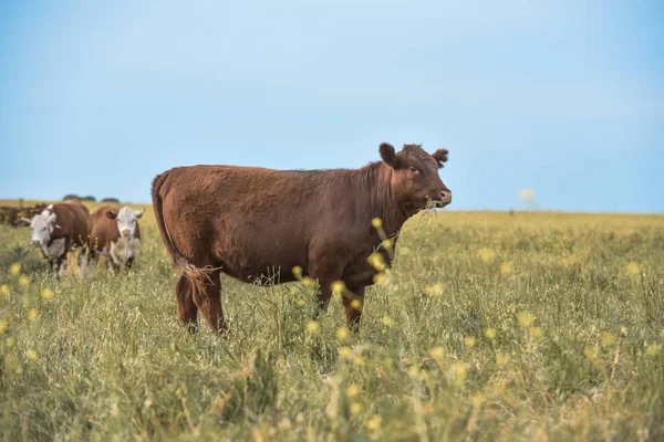 Bull Utfodring Naturligt Gräs Pampas Argentina — Stockfoto