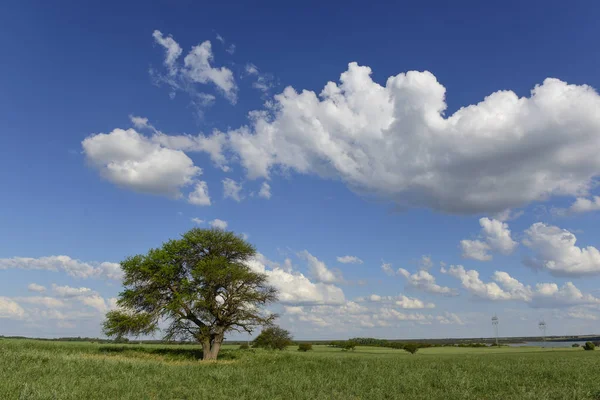 アルゼンチン パンパの孤独な木 — ストック写真