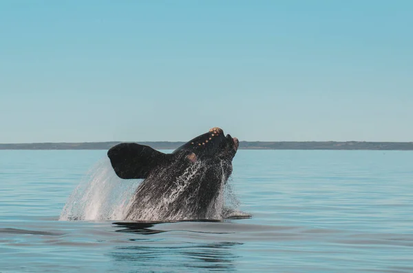 Salto Ballenas Península Valdés Puerto Madryn — Foto de Stock