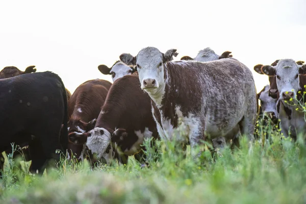 Toros Alimentando Pasto Natural Pampa Argentina —  Fotos de Stock