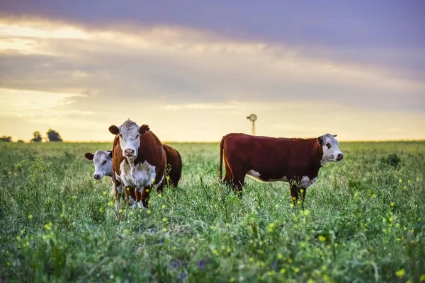 Touros Alimentando Grama Natural Pampas Argentina — Fotografia de Stock