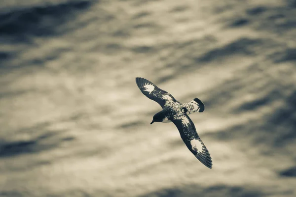Cape Kuşu Antarktika Kuş Antarktika — Stok fotoğraf