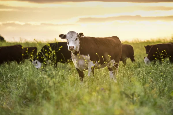 Коровы Сельской Местности Пампаса Аргентина — стоковое фото