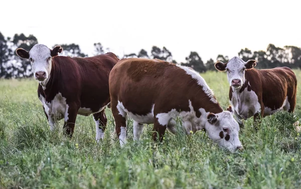 Vacas Campo Pampas Paisagem Argentina — Fotografia de Stock