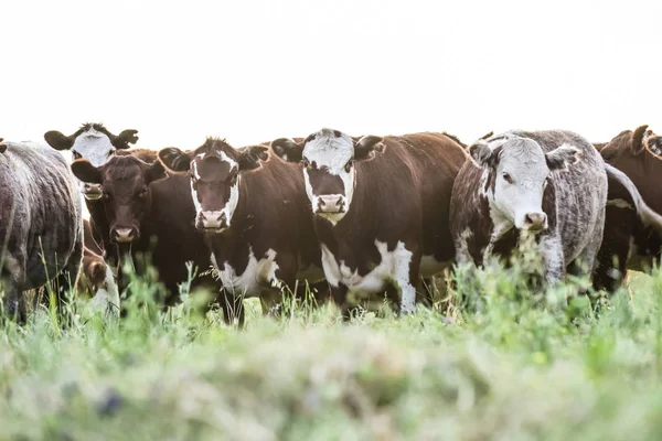 Krávy Venkově Pampas Argentina — Stock fotografie