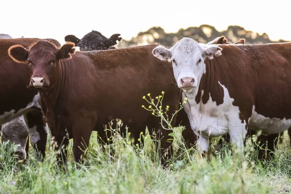 Vacas Campo Pampas Paisagem Argentina — Fotografia de Stock