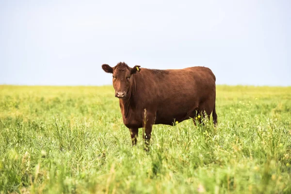 阿根廷潘帕斯风景区乡村的奶牛 — 图库照片