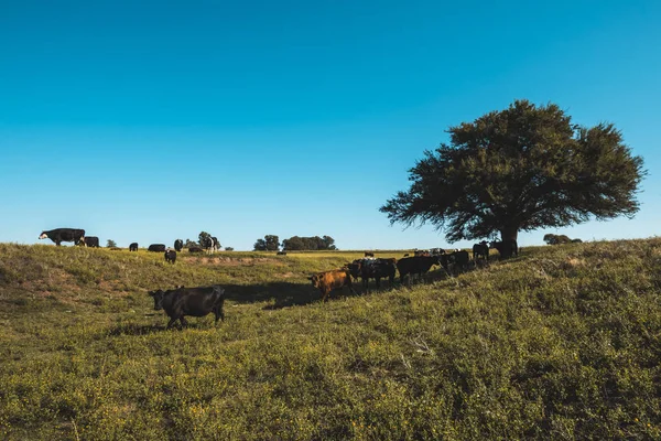 Vacas Campo Paisaje Pampeano Argentina —  Fotos de Stock