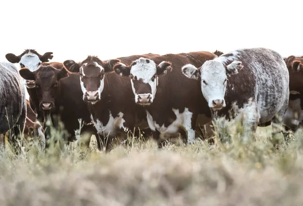 Cows Countryside Pampas Landscape Argentina — Stock Photo, Image