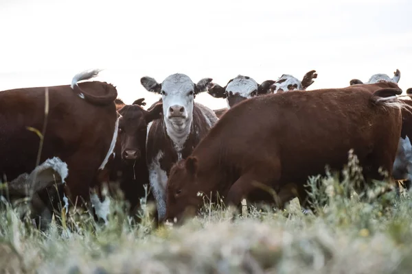 Vacas Campo Pampas Paisagem Argentina — Fotografia de Stock