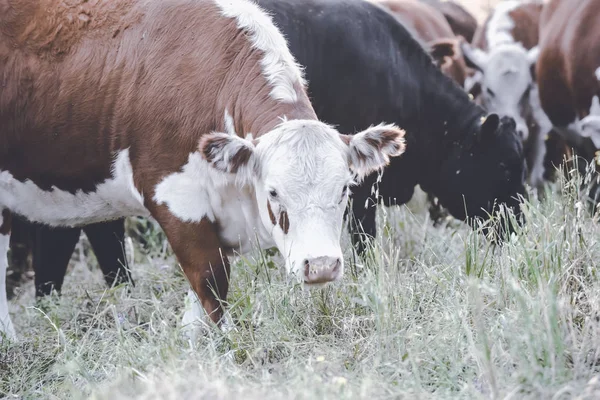 Vacas Campo Paisaje Pampeano Argentina —  Fotos de Stock