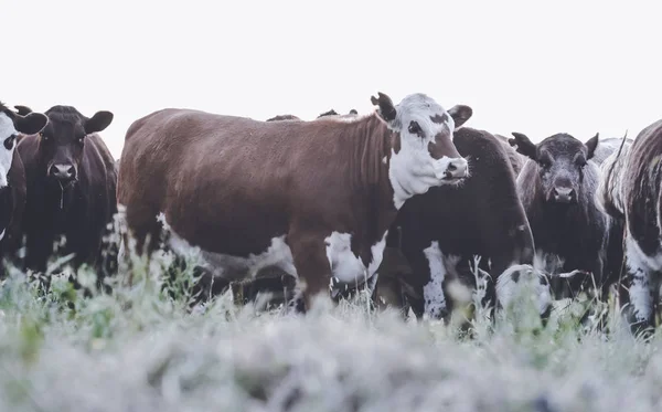 Vacas Campo Pampas Paisagem Argentina — Fotografia de Stock