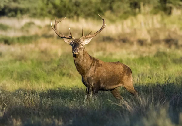 Manlig Kronhjort Pampa Argentina Parque Luro Naturreservat — Stockfoto