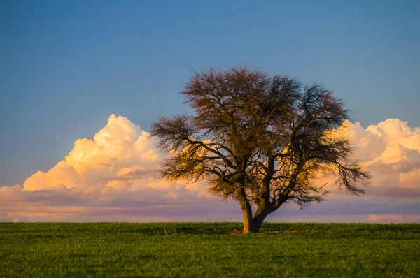 在平原 潘帕斯 阿根廷的孤树 — 图库照片