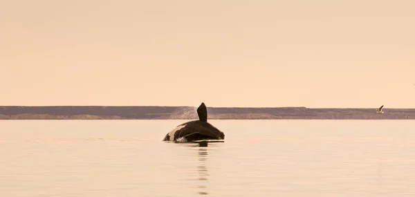 Saut Baleine Dans Péninsule Valdes Puerto Madryn — Photo