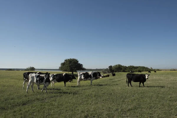 Vacas Campo Paisaje Pampeano Argentina —  Fotos de Stock