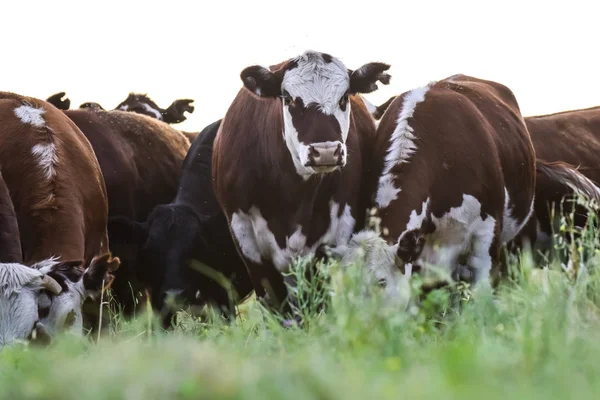 Vacas Pastando Pampas Argentina — Fotografia de Stock